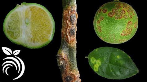 Lemon Tree Leaf Fungus