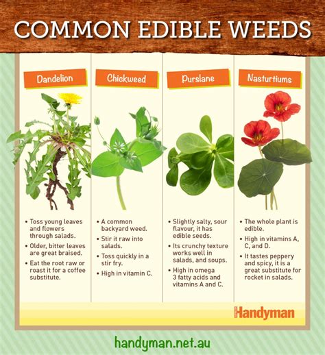 4 Common Edible Weeds New Zealand Handyman Magazine