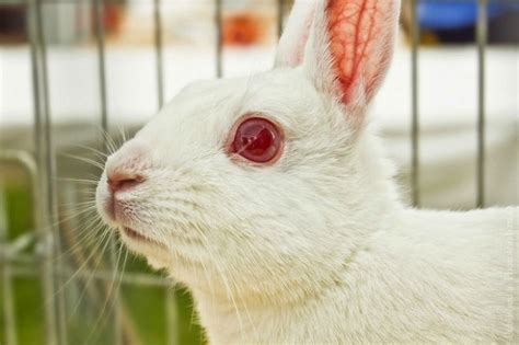 Гноение конъюнктивит и прочие болезни глаз у кроликов