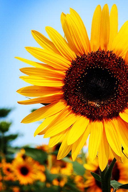 Tidak hanya memiliki rupa yang indah, biji bunga dari tanaman ini pun turut berperan memberi keunggulan pada si cantik kuning ini. 48+ Background Bunga Matahari Cantik