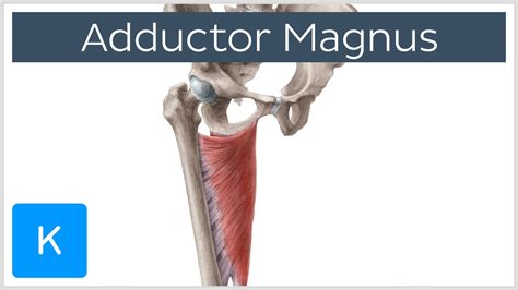 Adductor Magnus Muscle Function And Origins Human Anatomy Kenhub