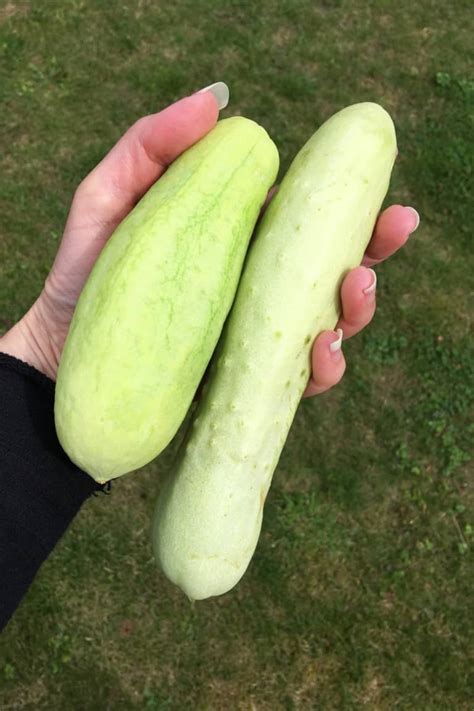 why are my cucumbers white and are they safe to eat outdoor happens