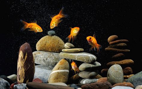 Gold Fish Wallpapers Wallpaper Cave