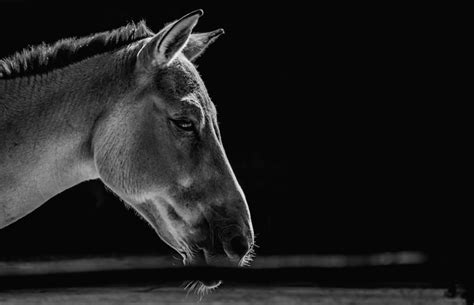 Grayscale Photography Of Horse Photo Free Horse Image On Unsplash
