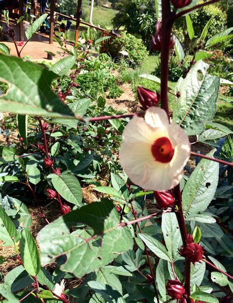 How To Grow Harvest And Use Rosella Hibiscus Sabdariffa Our