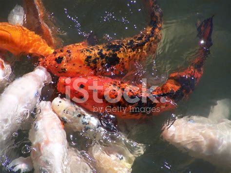 Koi Feeding Stock Photo Royalty Free Freeimages