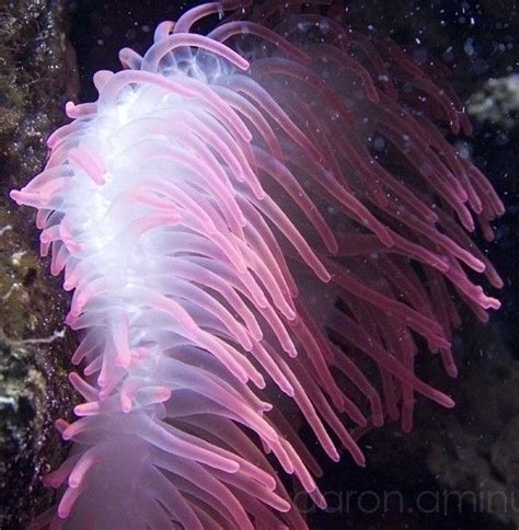 Pink Sea Anemone Life Under The Sea Under The Ocean Sea And Ocean