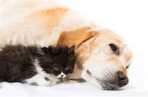Golden Retriever With A Persian Cat Stock Image Colourbox