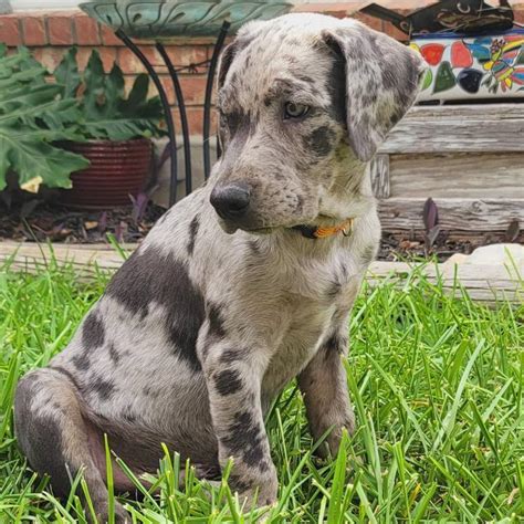 Catahoula Mixed With Lab Meet The Amazing Labahoula Dogs And Cats Hq