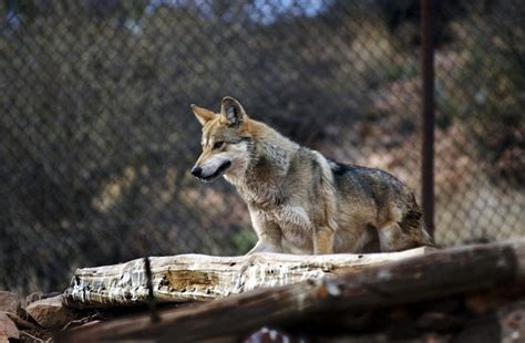 Nm Oks Wolves At Turner Ranch As Stopover To Mexico Albuquerque