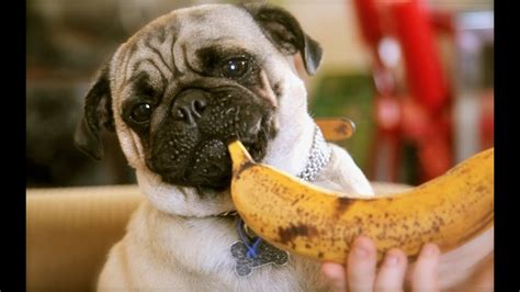 The recipe contains 29% protein and 17% fat, as well as. Food Critic Pug - YouTube