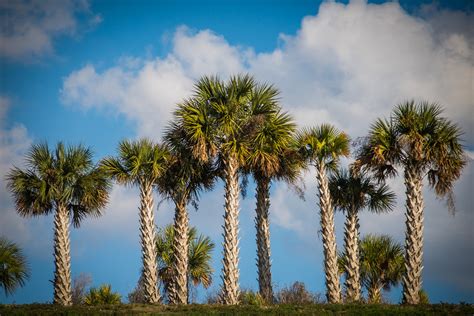 Cabbage Palm Sabal Palmetto The Lazy Naturalist Sarasota Florida