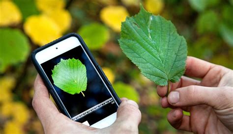Quickly and effortlessly share your pictures with. Pflanzen bestimmen mithilfe des Smartphones - die besten 8 ...