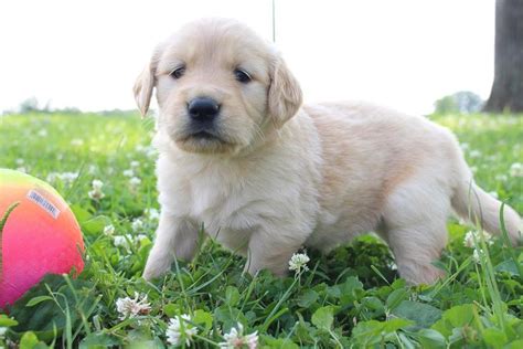 They offer the most popular dog breed golden retrievers are among america's most popular breeds. Tanisha: Girl Golden Retriever pupper for sale (St Joe ...