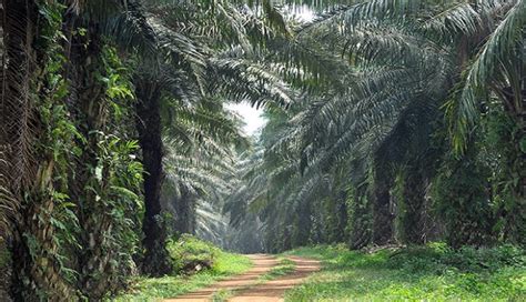 Ppb oil palms berhad is a plantation group principally engaged in oil palm cultivation and milling of fresh fruit bunches. Plantation Overview | Sarawak Oil Palms Berhad Group Of ...