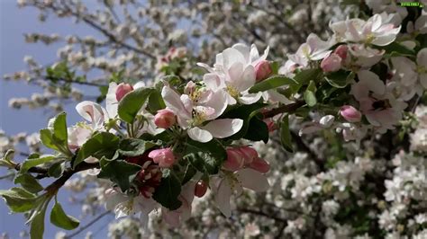 Drzewo owocowe Jabłoń Kwiaty Gałązki