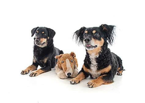 See our ollie dog food review and read all about our personal experience. Ollie Dog Food Customer Reviews From One Year Users