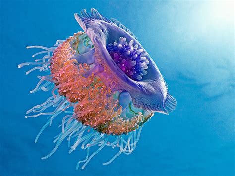 Jellyfish Bobbis Blog