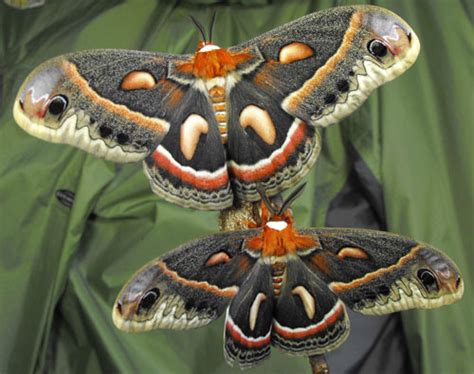 Cecropia Moth Hyalophora Cecropia Linnaeus