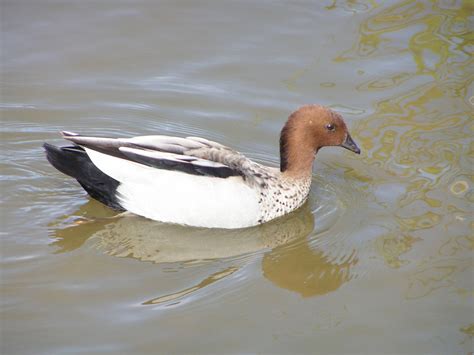 Australian Wood Duck Urban Birds Of Brisbane · Inaturalist