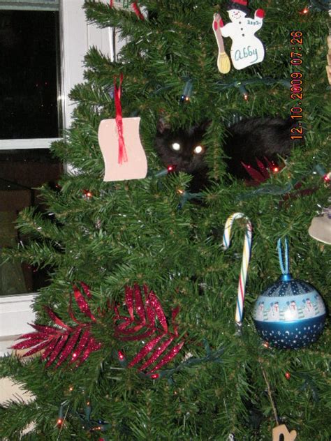 This keeps the tree above their level and the cats won't be as interested. How to Keep Cats Out of the Christmas Tree - Finger Click ...
