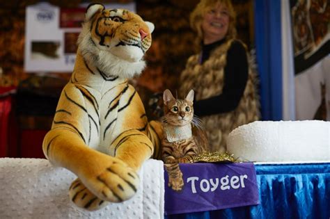 The Lovable Faces Of The Dogs At The Westminster Dog Show Abc News