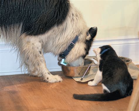 8, 2019 , 1:45 pm. Can Cats & Dogs Eat the Other's Food? Some Answers