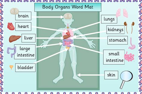 Human Body Organs Diagrams 101 Diagrams Images