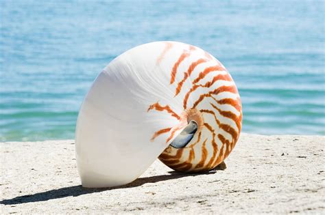 Nautilus Natural Pol Buy Shells Online Shell Paradise