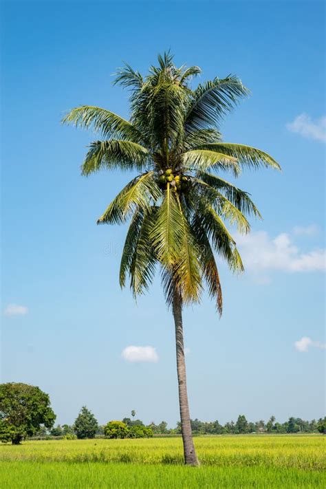 7424 Single Coconut Tree Stock Photos Free And Royalty Free Stock
