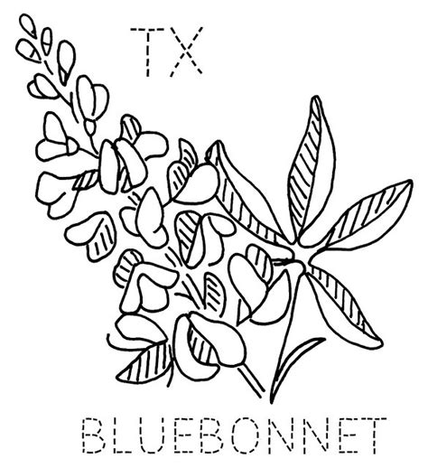 Texas Bluebonnets Coloring Download Texas Bluebonnets Coloring For