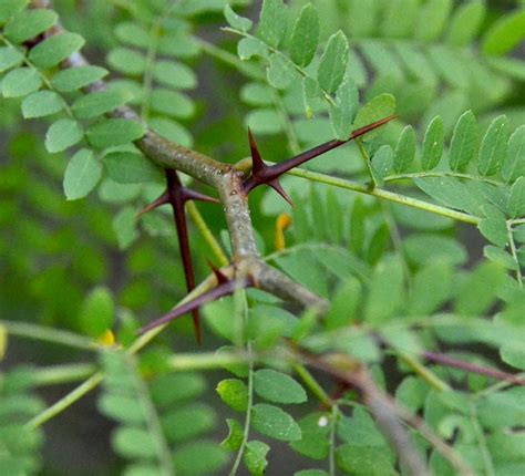 While On A Walk There Are Thorns And Then There Are Thorns