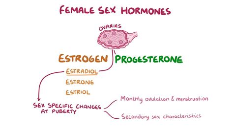 Estrogen And Progesterone Video Anatomy And Definition Osmosis