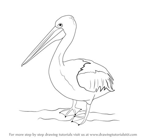 Learn How To Draw A Pelican Seabirds Step By Step Drawing Tutorials