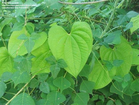 Plant Identification Closed Vine Wild Thorns Help Pls