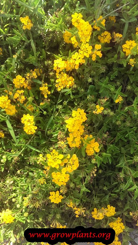 Lantana can reach 2 to 6 feet tall and 3 to 10 feet wide when grown as a perennial. Lantana new gold - How to grow & care