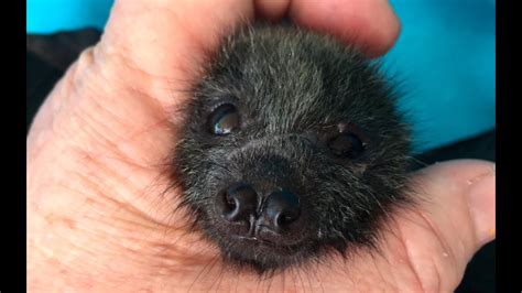 Orphaned Baby Flying Fox This Is Eidolon Youtube