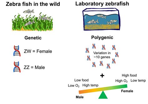 On The Basis Of Fish Sex Science In The News