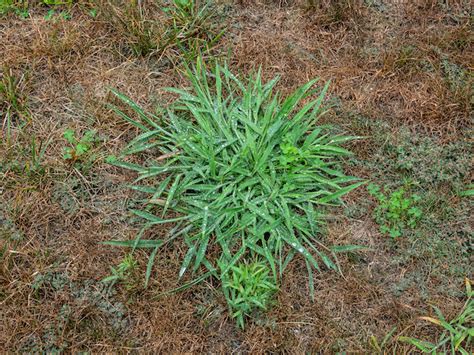 What Is Crabgrass And How Do I Prevent It Lush Lawn