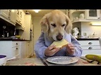 Funny Dogs Eating Like Humans Compilation - YouTube