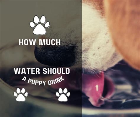 How Much Water Should A Puppy Drink Watery Filters