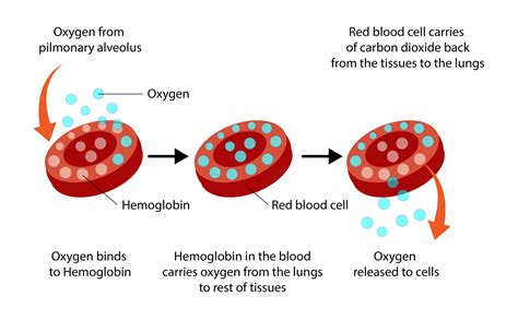 Understanding Blood Oxygen Levels Torontek