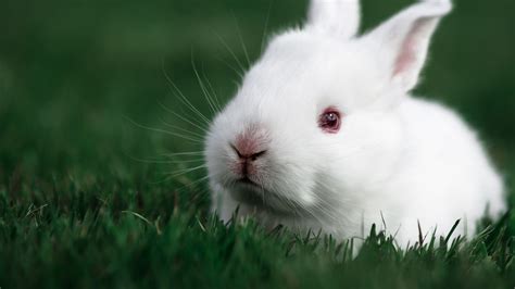 Cute Rabbit Full Hd Rabbit Wallpaper Baby Wild Animals Beautiful Rabbit