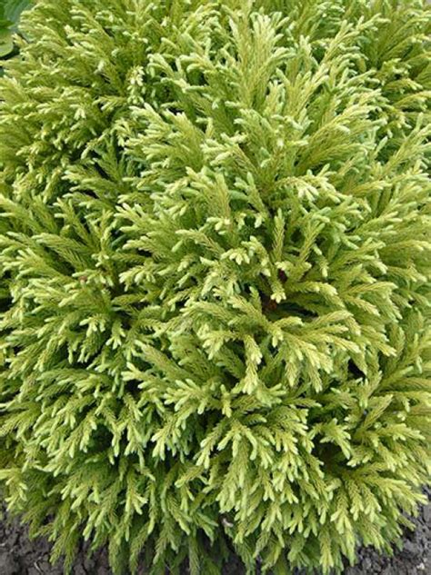 Meanings of sicheltanne in english german dictionary : Cryptomeria japonica 'Globosa Nana' / Zwerg-Hahnenkamm ...