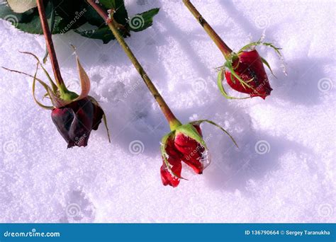 Roses Lie In The Snow Stock Photo Image Of Beauty Flower 136790664