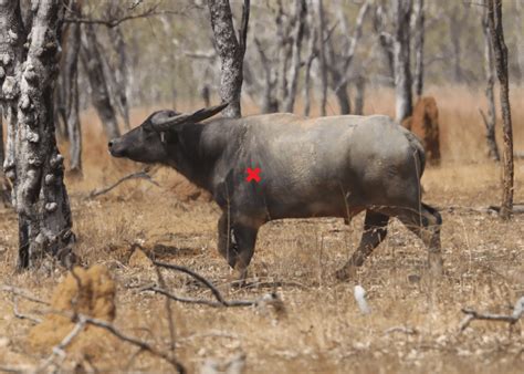 Water Buffalo Bubalus Bubalis My Life On The Land