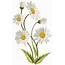 Daisies Transparent PNG Clip Art Image  Gallery Yopriceville High