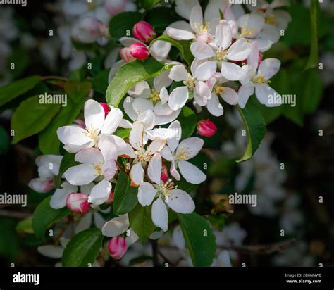 Close Up Of White Blossom Of A Crab Apple Tree Malus Sylvestris With