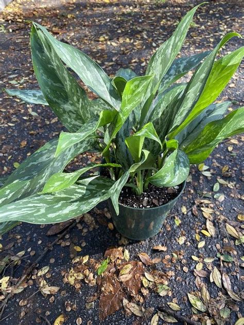 Aglaonema Emerald Beauty 6 Etsy