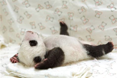 Newborn Panda